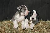 DOGUE ALLEMAND 624